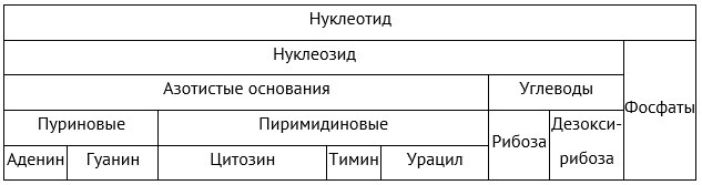 нуклеотиды.jpg