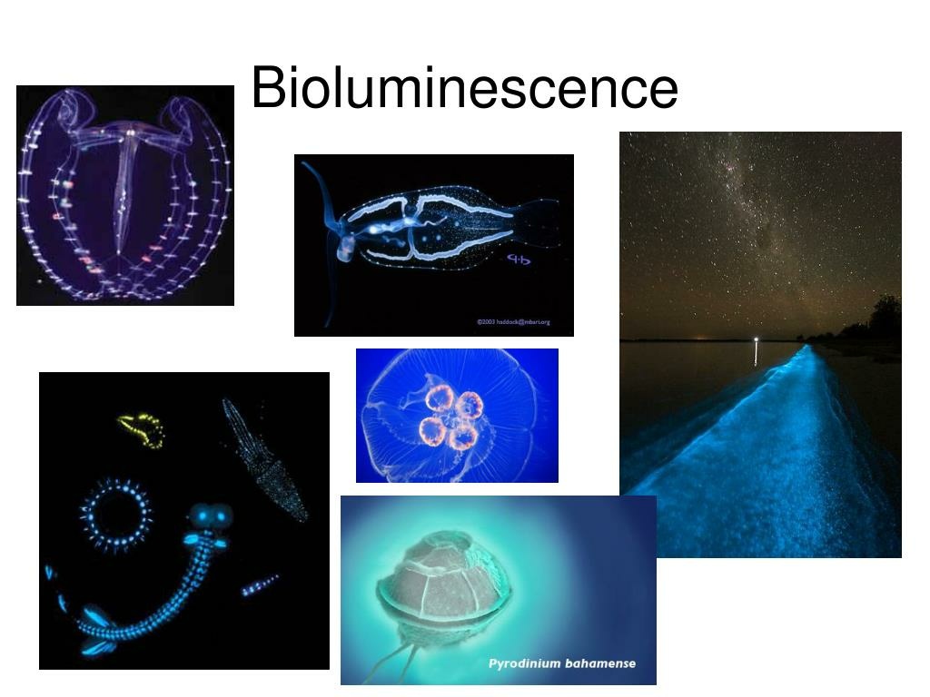 bioluminescencel.jpg